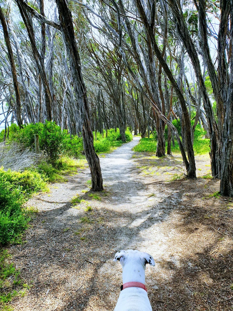 Additional image 25 of 58 Seagull Drive, Loch Sport VIC 3851