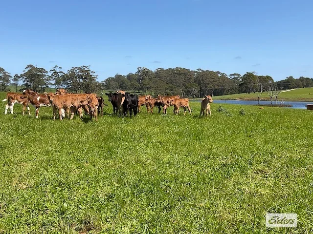 Additional image 47 of Dawkins Road, Lileah TAS 7330