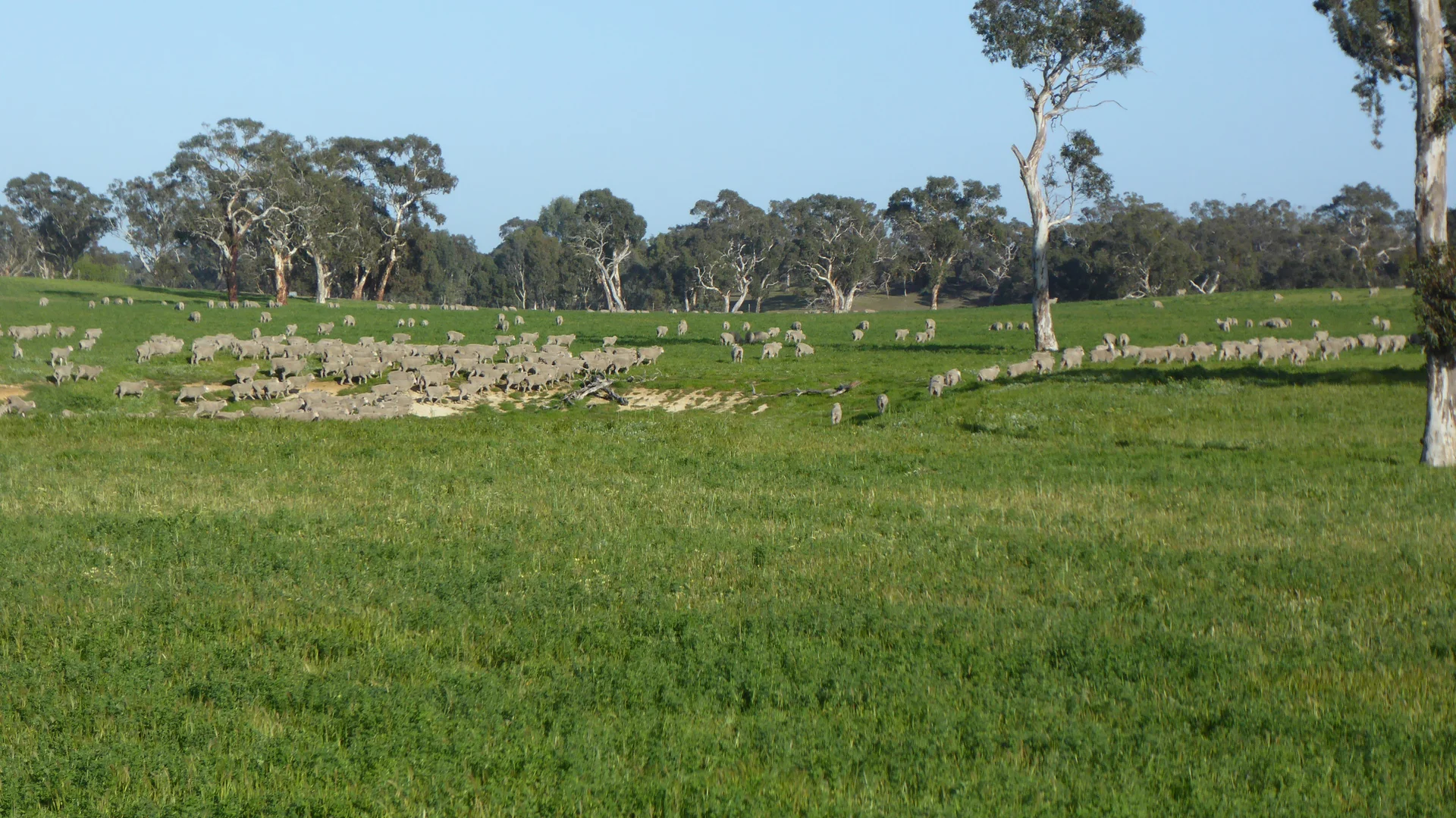 Additional image 14 of "Wyruna" 2989 Naracoorte Road, Western Flat SA 5268