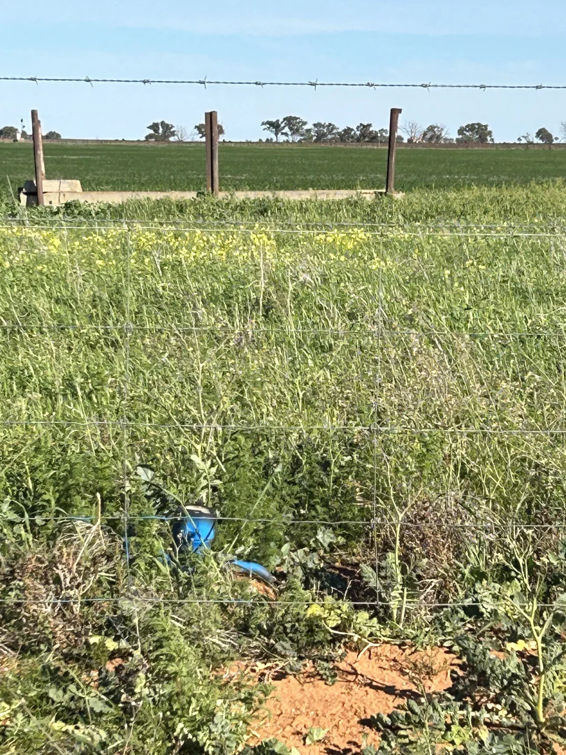 Additional image 4 of 427 Borlace Road, Bowmans SA 5550