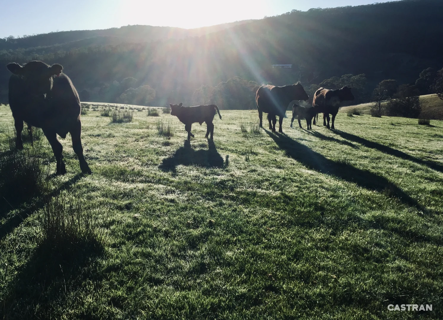 Additional image 9 of 200 Leonard Drive, Omeo VIC 3898