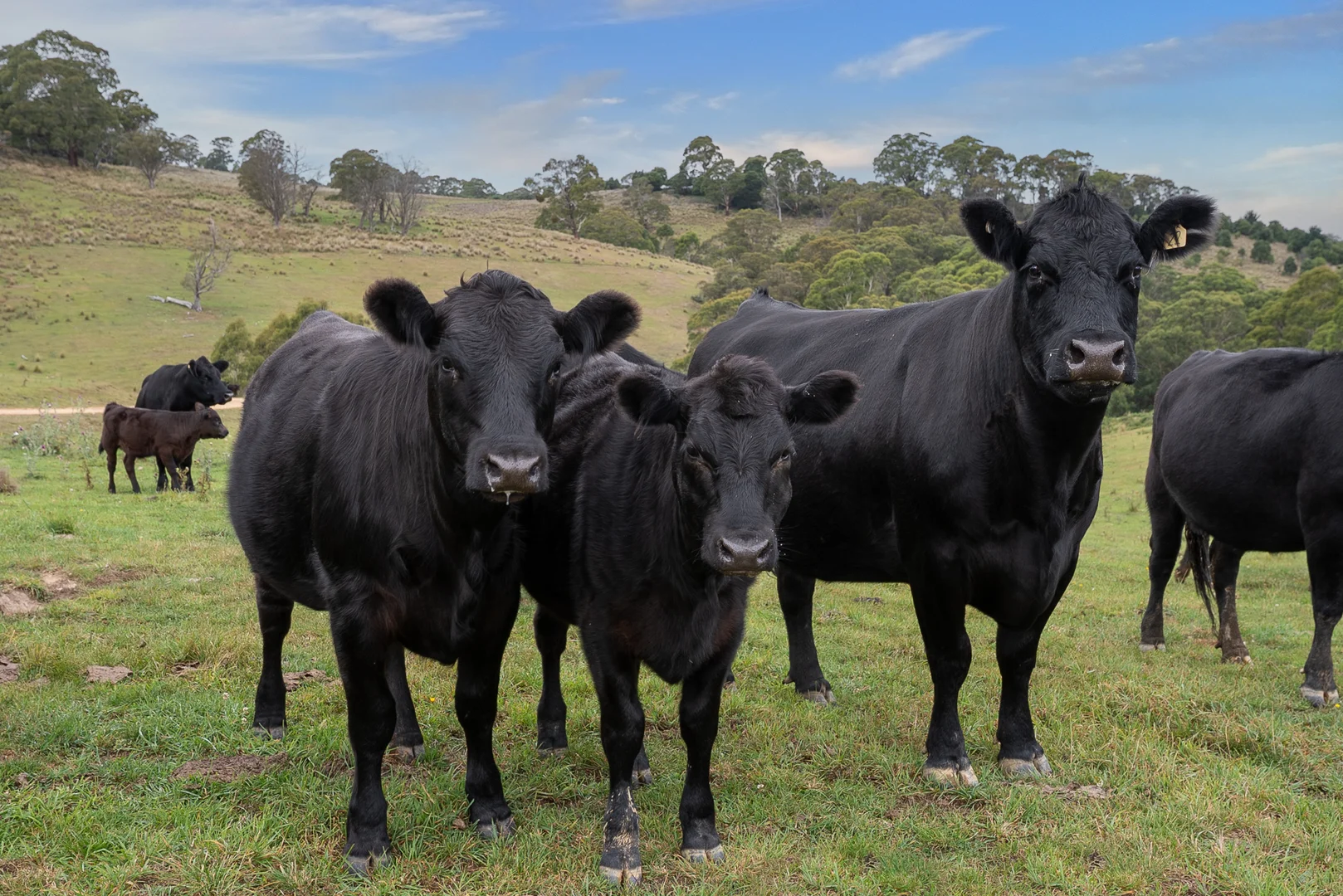 Additional image 28 of 251 Sheepstation Forest Road, Gingkin NSW 2787