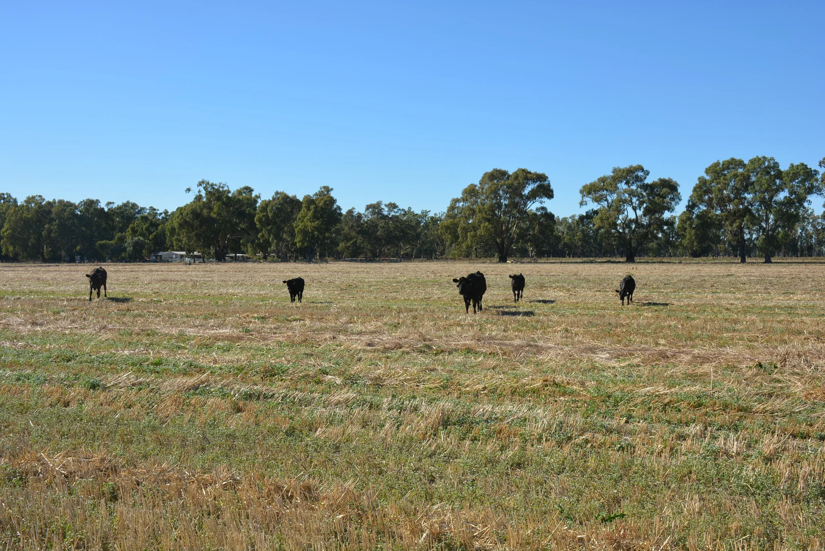 Additional image 21 of 52 Sheehan Rd, Koonoomoo VIC 3644