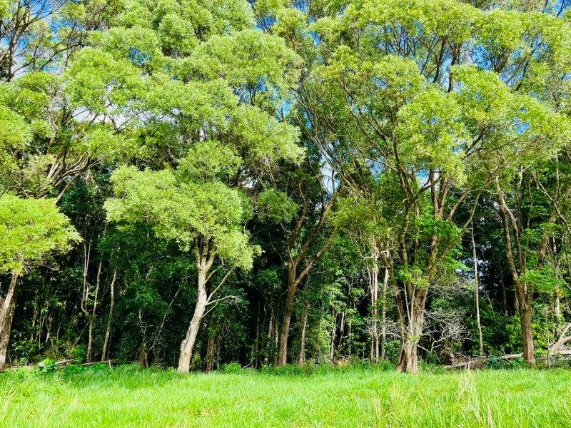 Additional image 34 of 1297 Mossman-Mount Molloy Road, Julatten QLD 4871