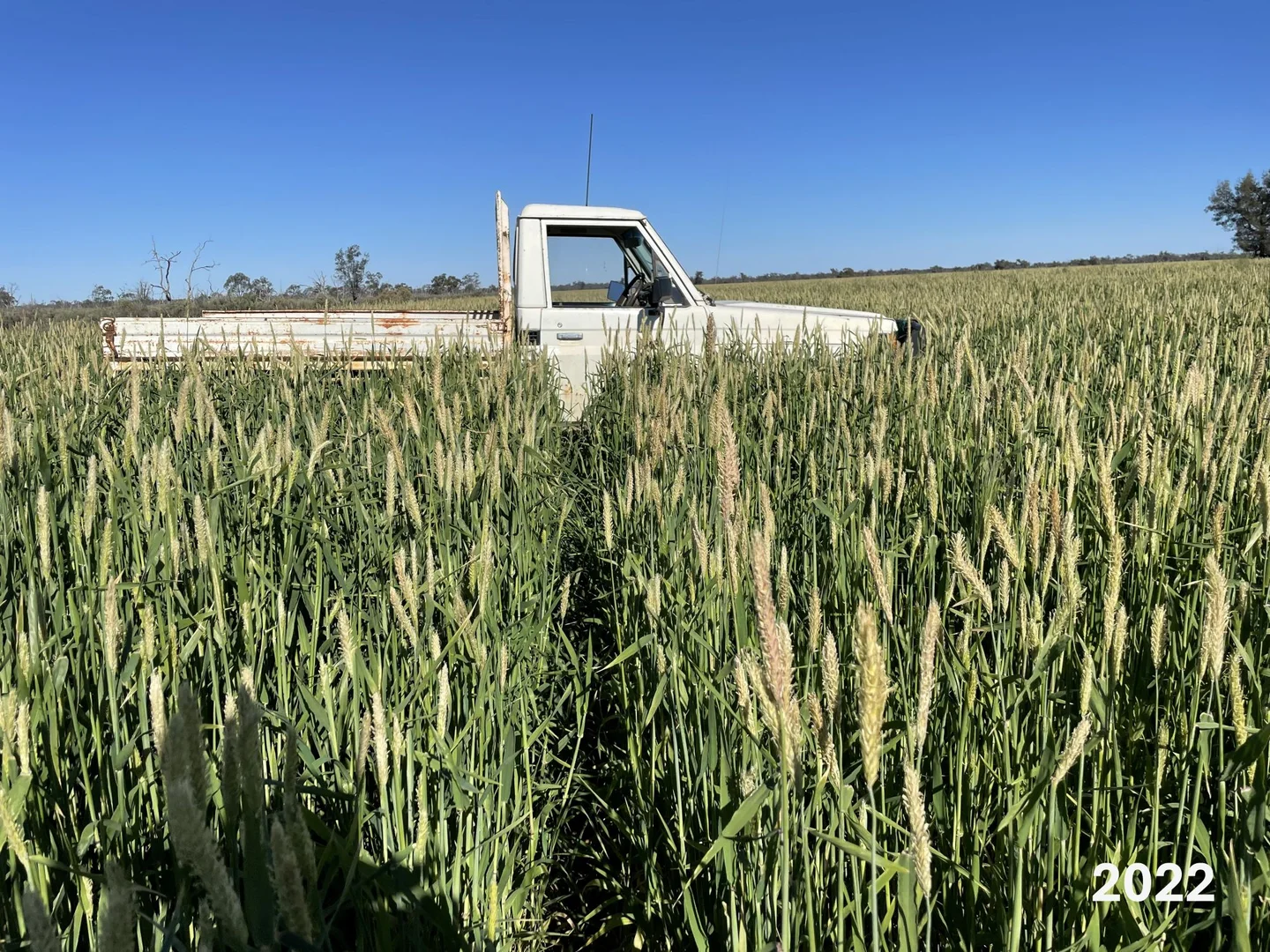 Additional image 31 of 1127 Green and Branders Road, Carinda NSW 2831