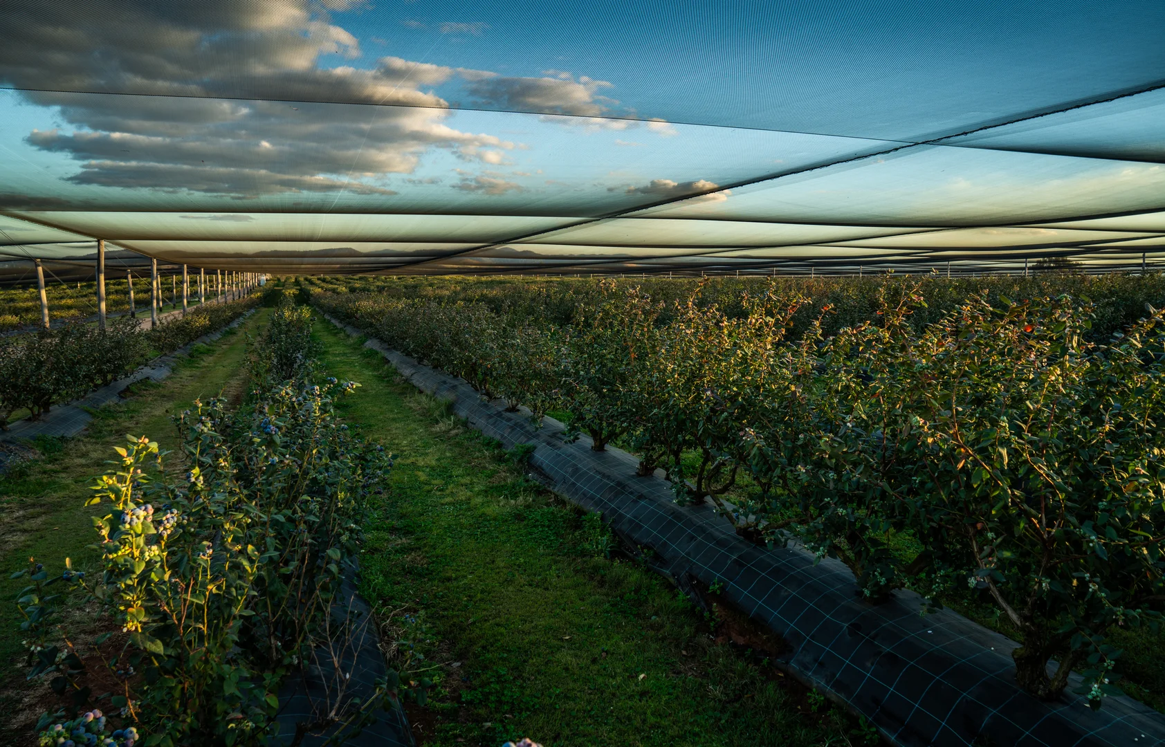 Additional image 17 of 991 Tabulam Road, Jacksons Flat NSW 2469