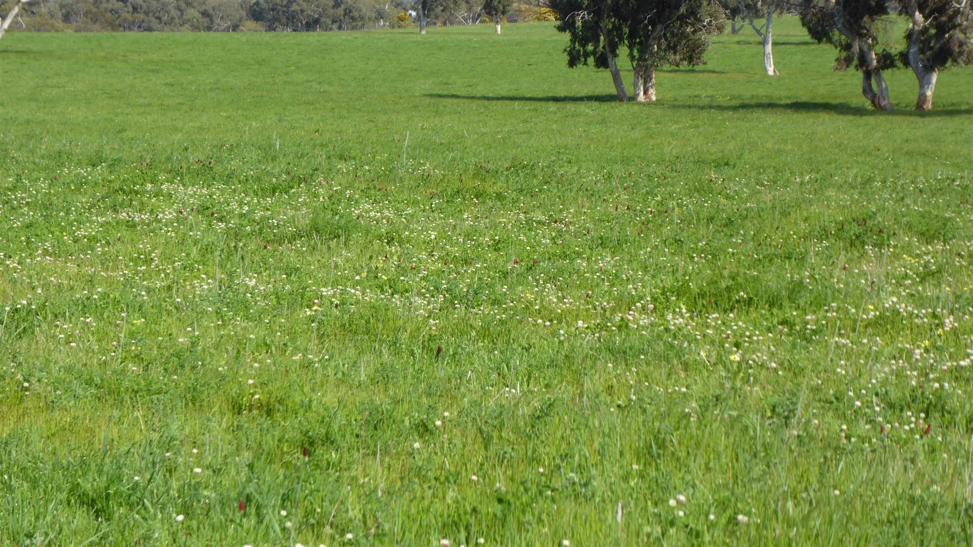 Additional image 14 of 2606 Riddoch Highway, Keith SA 5267