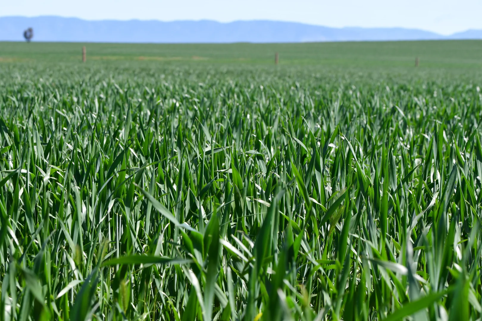 Additional image 4 of 26 Amyton Road, Willowie SA 5431