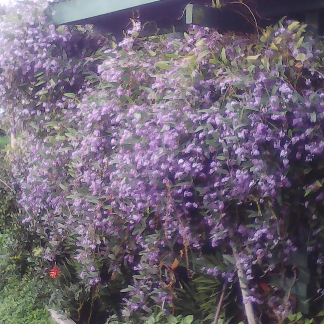 Additional image 7 of 18 Wonthaggi Crescent, San Remo VIC 3925