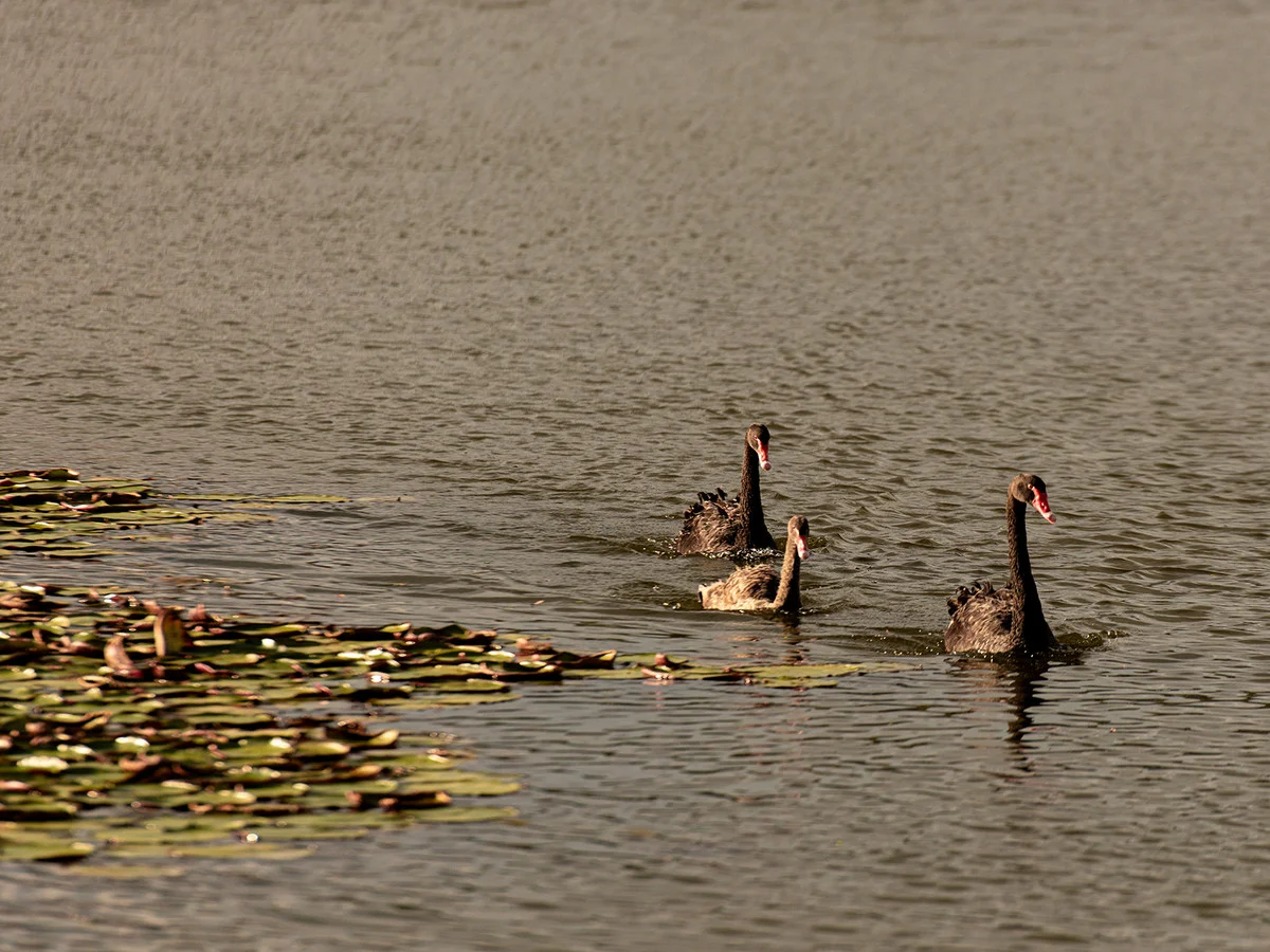 Additional image 35 of 23 Baikal Place, Westlake QLD 4074