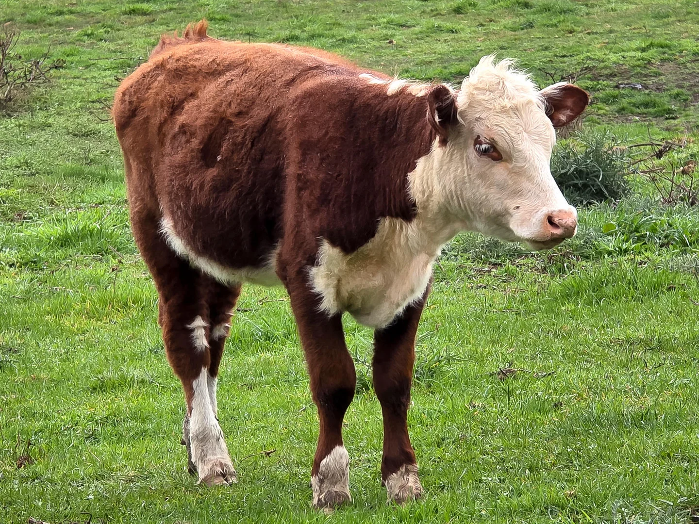 Additional image 15 of Marysville VIC 3779