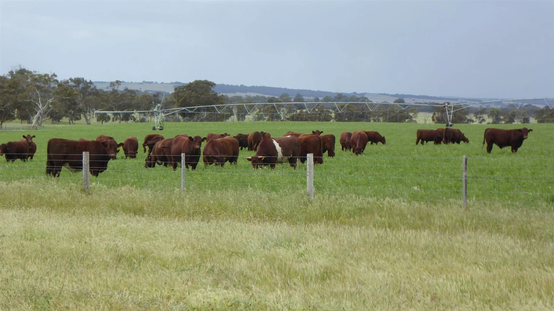 Additional image 10 of 2606 Riddoch Highway, Keith SA 5267