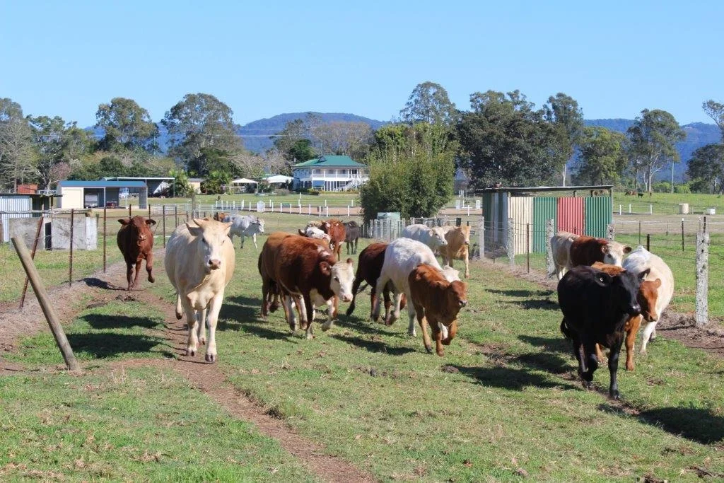 Additional image 62 of Woodford QLD 4514