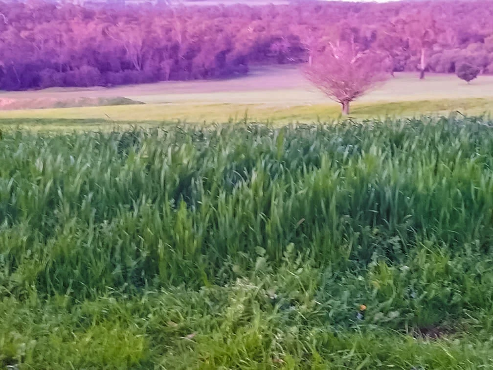 Additional image 45 of 186 Blechynden Road, Dinninup WA 6244