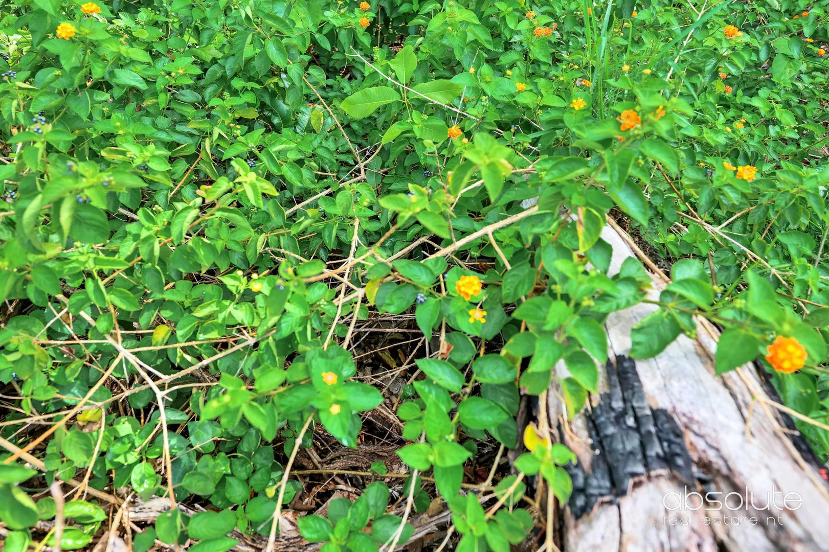 Additional image 6 of Lot 1969, 192 William Road, Berry Springs NT 0838