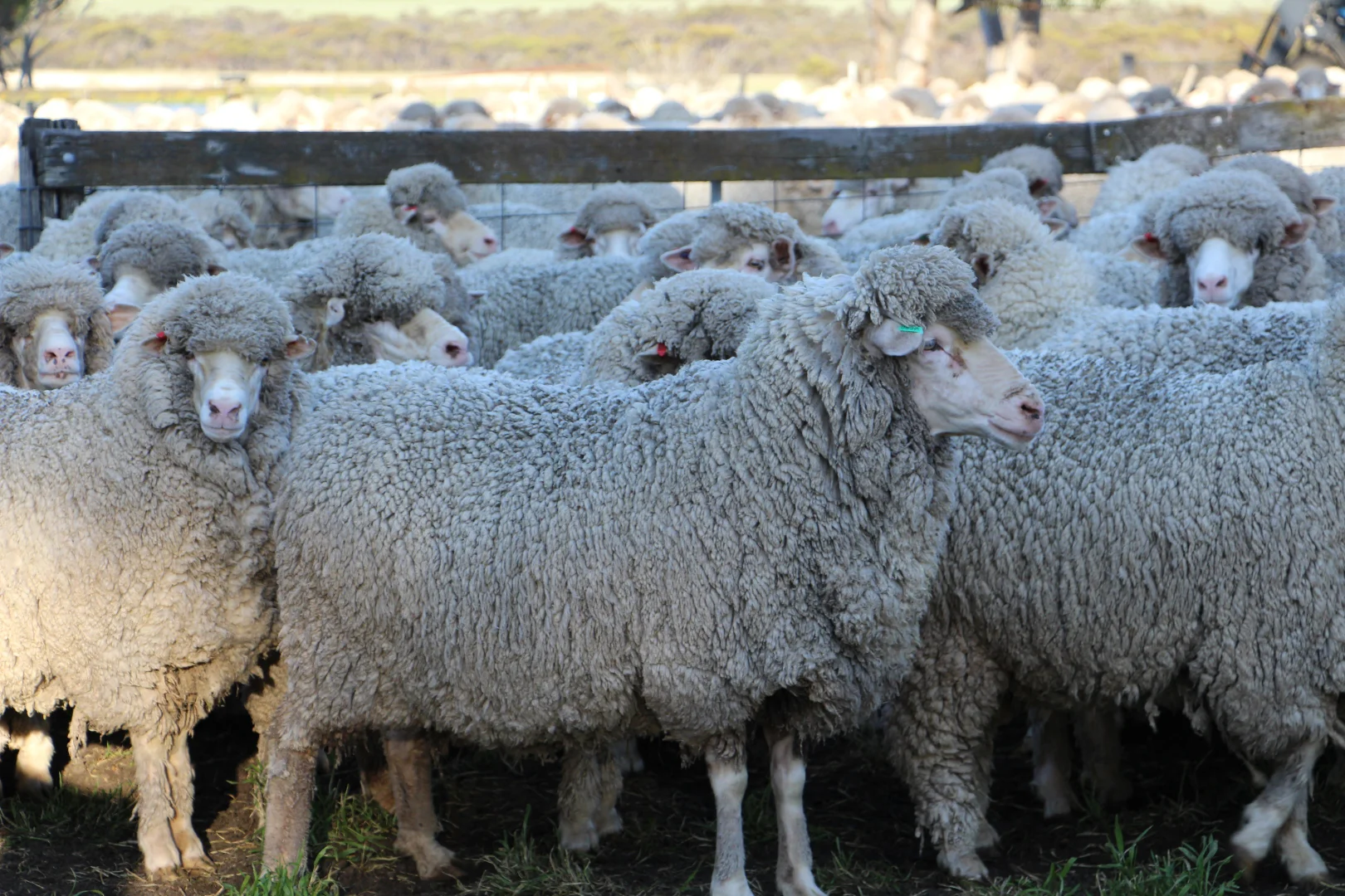 Additional image 19 of 31541 South Coast Highway, Jerramungup WA 6337