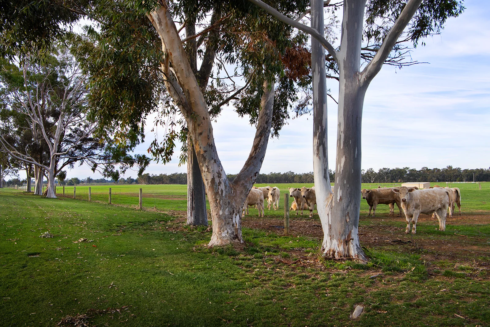 Additional image 38 of 241 Bendigo-Murchison Road,, Goornong VIC 3557