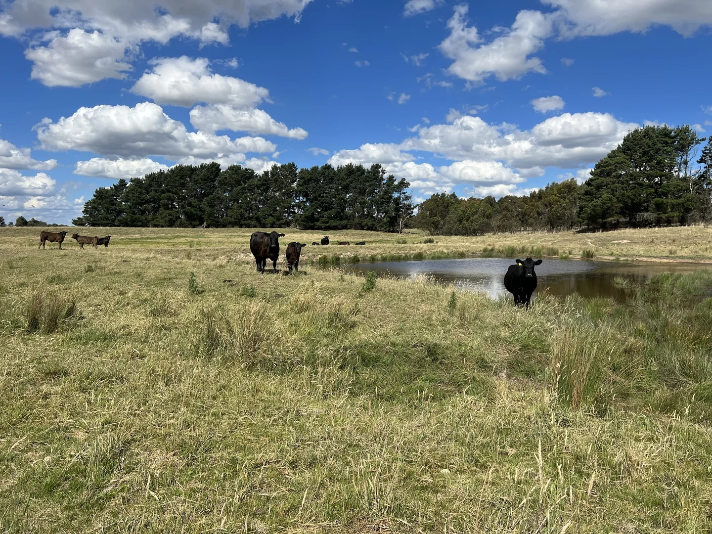 Additional image 24 of Lot 1 Mount Rae Road, Roslyn, Crookwell NSW 2583