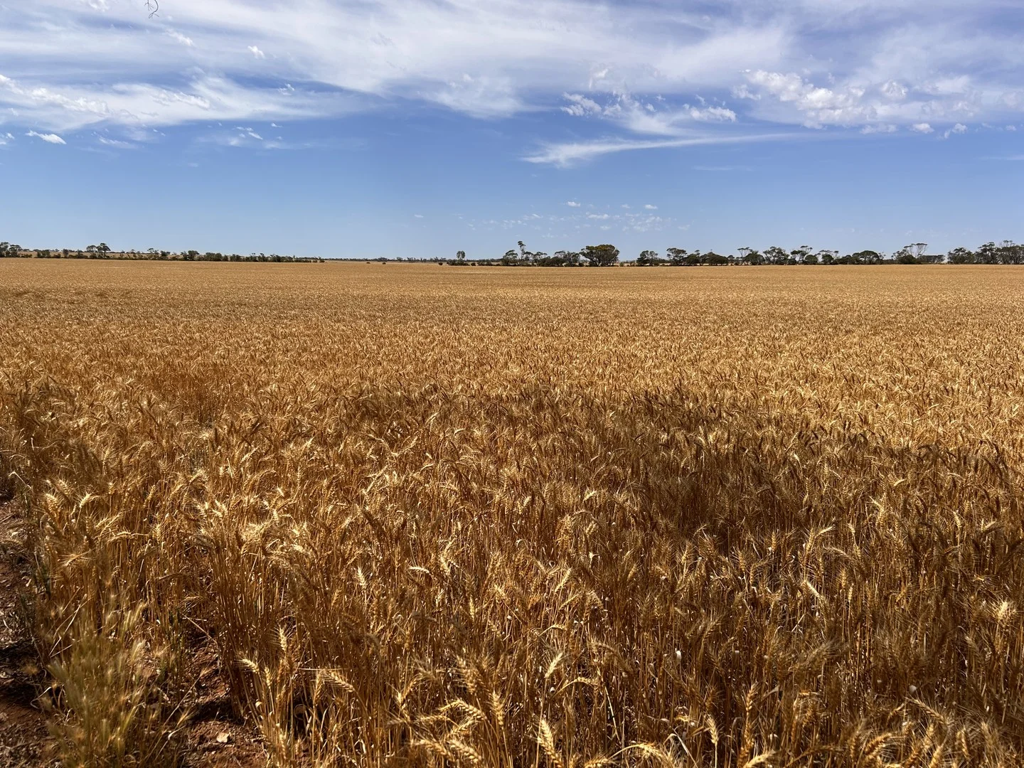 Additional image 2 of S500 Bussenschutt Road, Cunliffe SA 5554