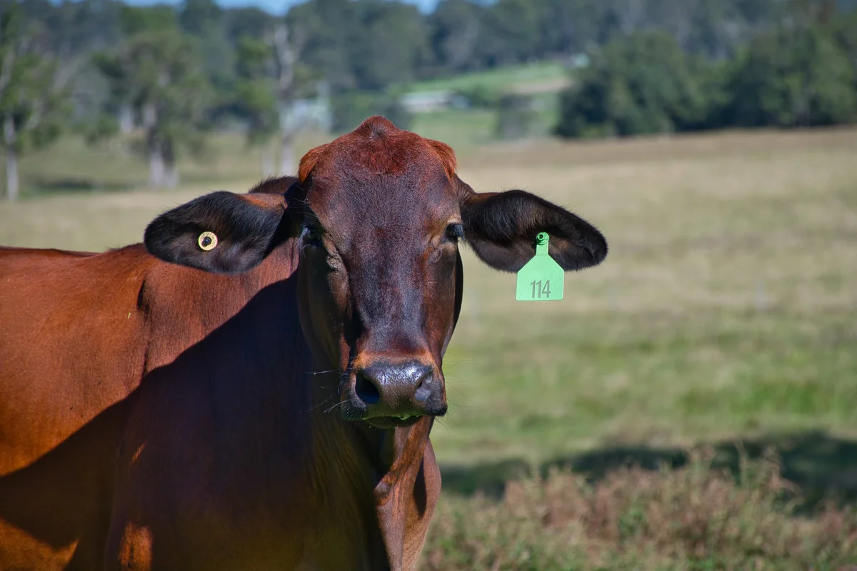 Additional image 16 of 200 Dobies Bight Road,, Dobies Bight NSW 2470