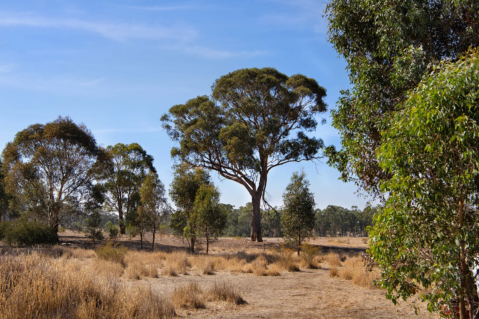 Additional image 5 of 379 Sinclairs Road, Longlea VIC 3551