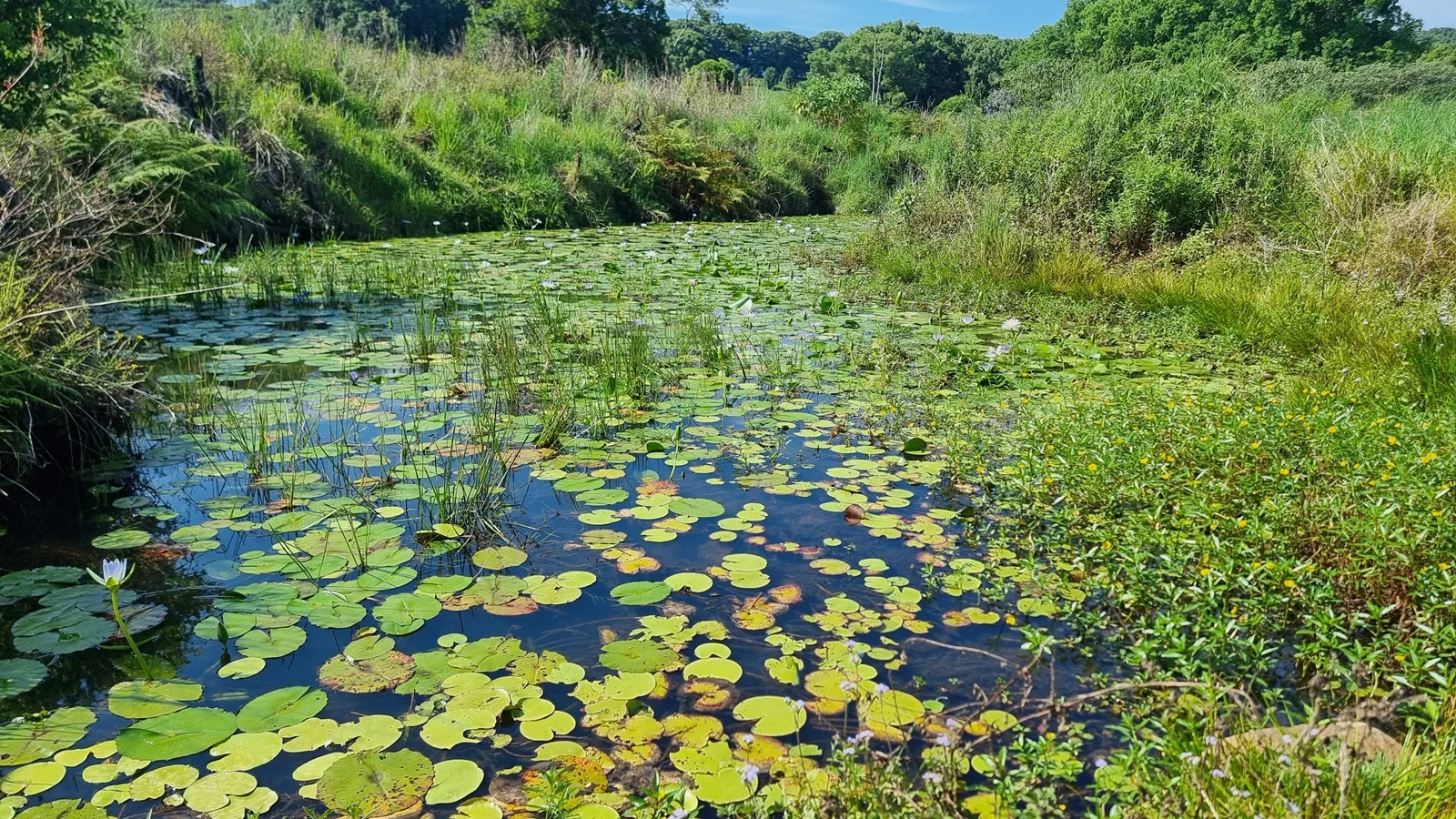 Additional image 6 of 1808 Dunoon Road, Dunoon NSW 2480