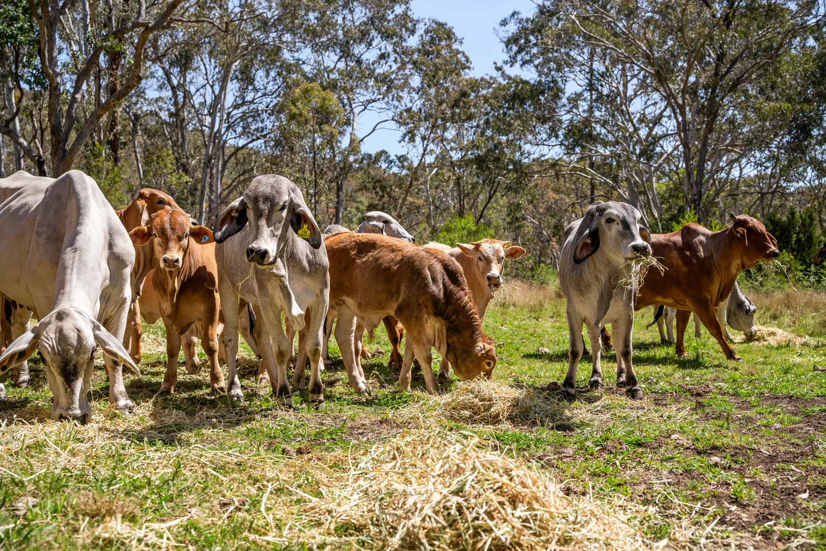 Additional image 7 of 'Yabragunyah' Pilton Valley Road, Upper Pilton QLD 4361
