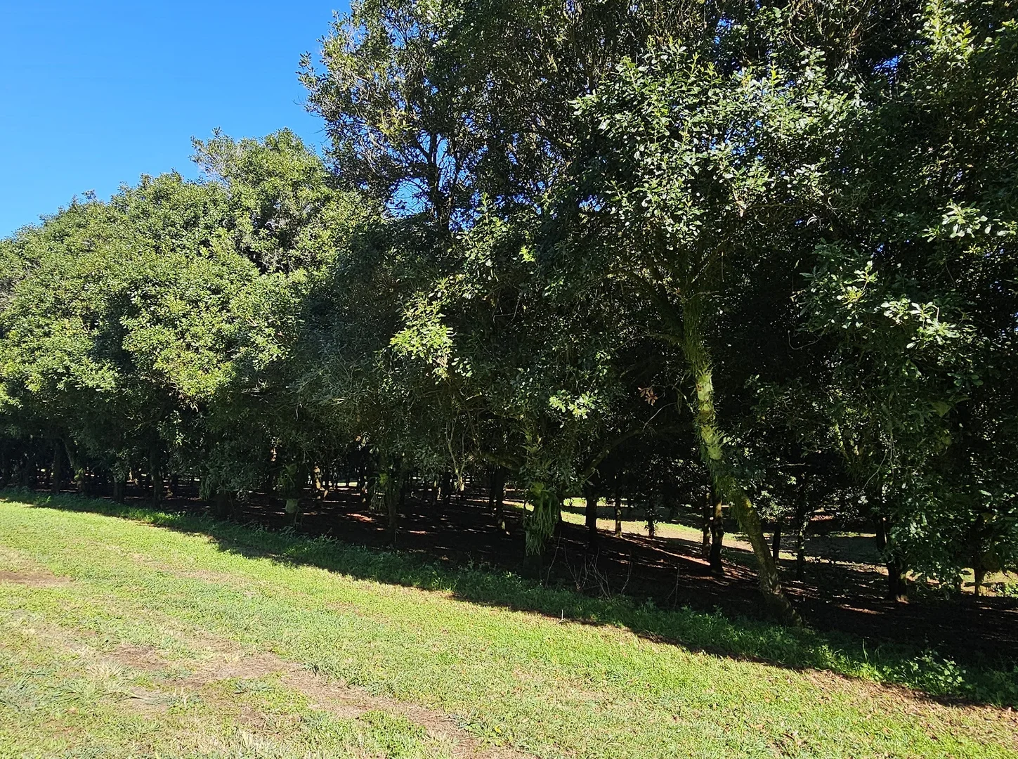 Additional image 15 of 1808 Dunoon Road, Dunoon NSW 2480