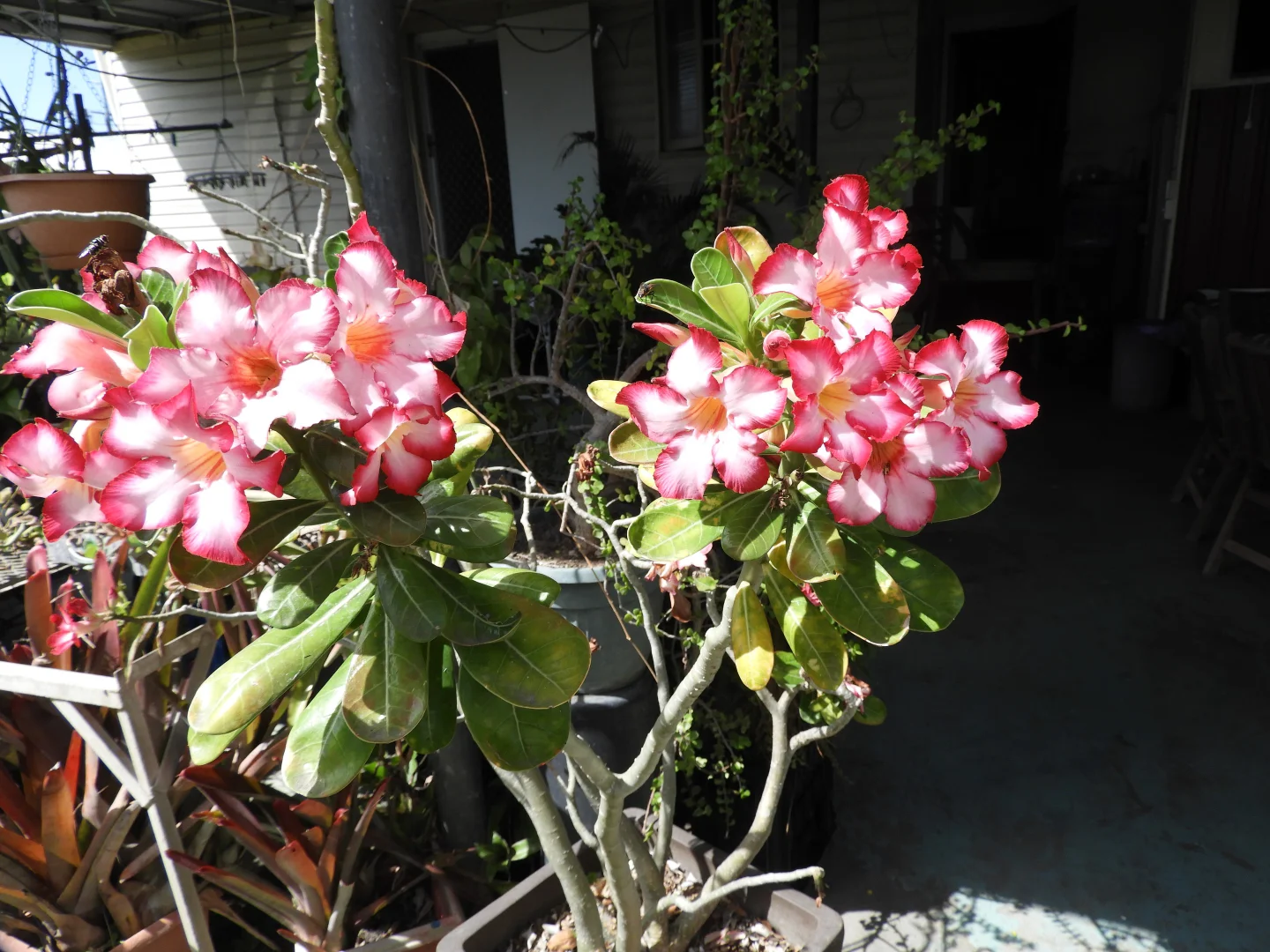 Additional image 14 of 56 Drysdale Street, Brandon QLD 4808