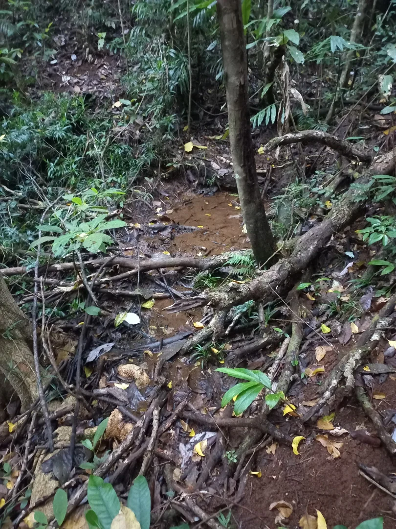 Additional image 27 of 516 Brooks Road, Mungalli QLD 4886