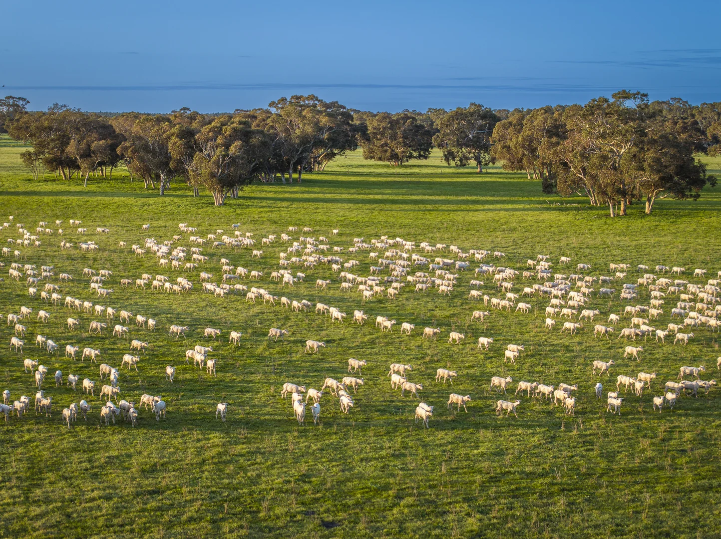 Additional image 5 of 325 Maranoa Downs Road, Stewart Range SA 5271