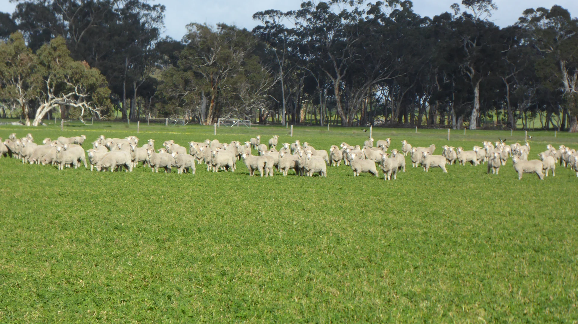 Additional image 21 of "Wyruna" 2989 Naracoorte Road, Western Flat SA 5268