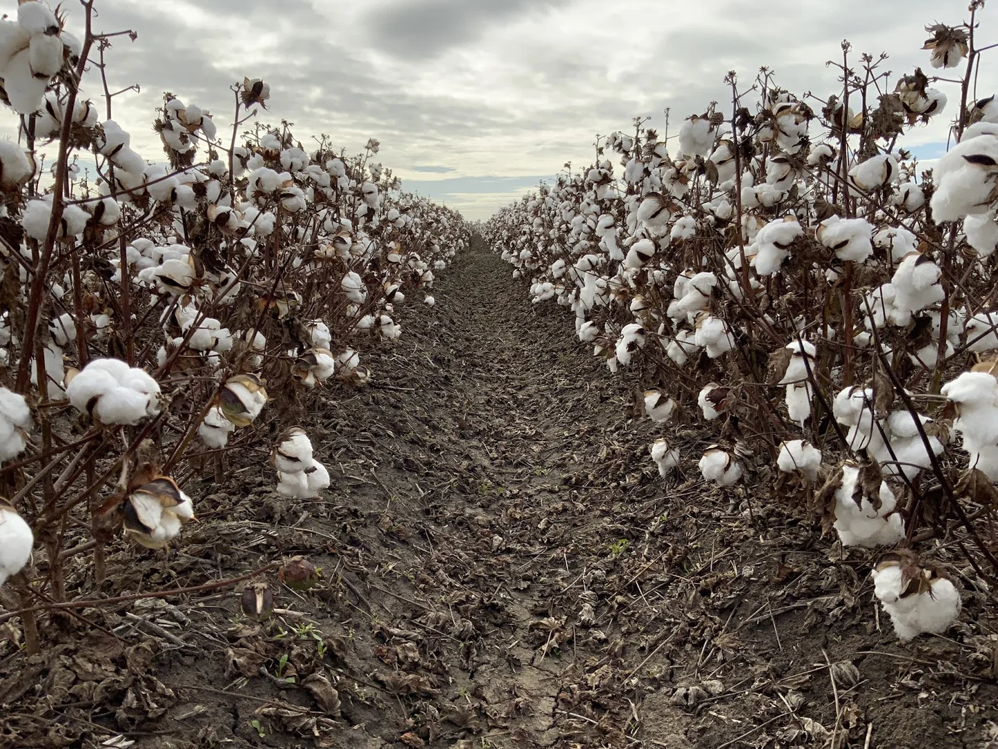 Additional image 3 of Part Farm 1082, 1386 Murrami Road, Leeton NSW 2705