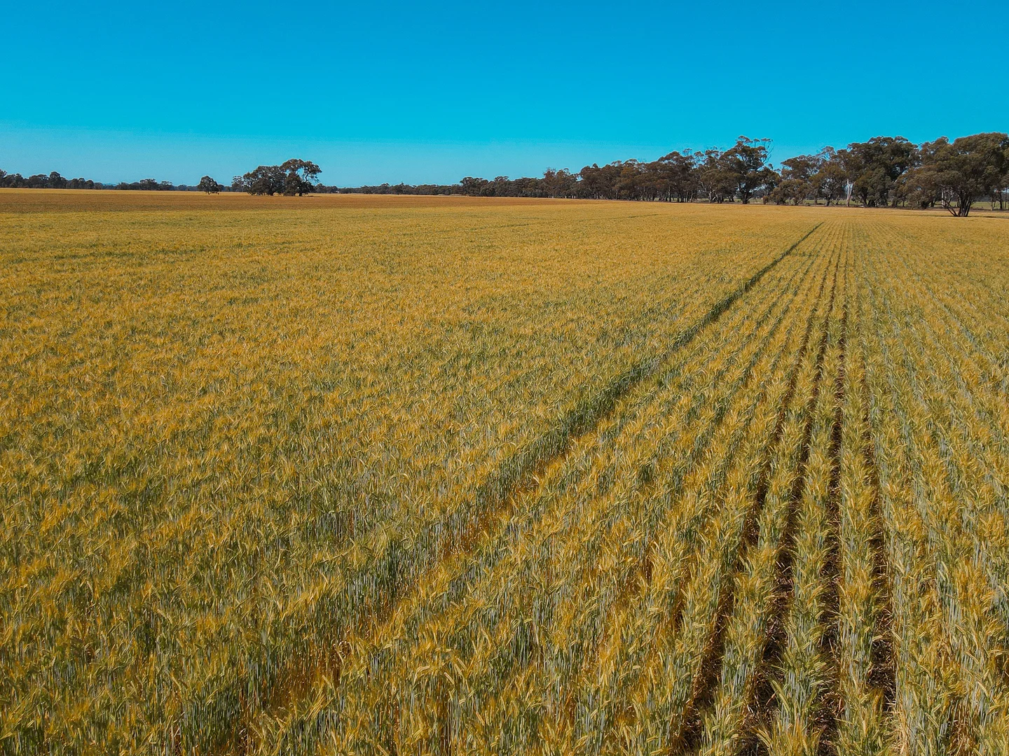 Additional image 21 of Teddywaddy VIC 3527