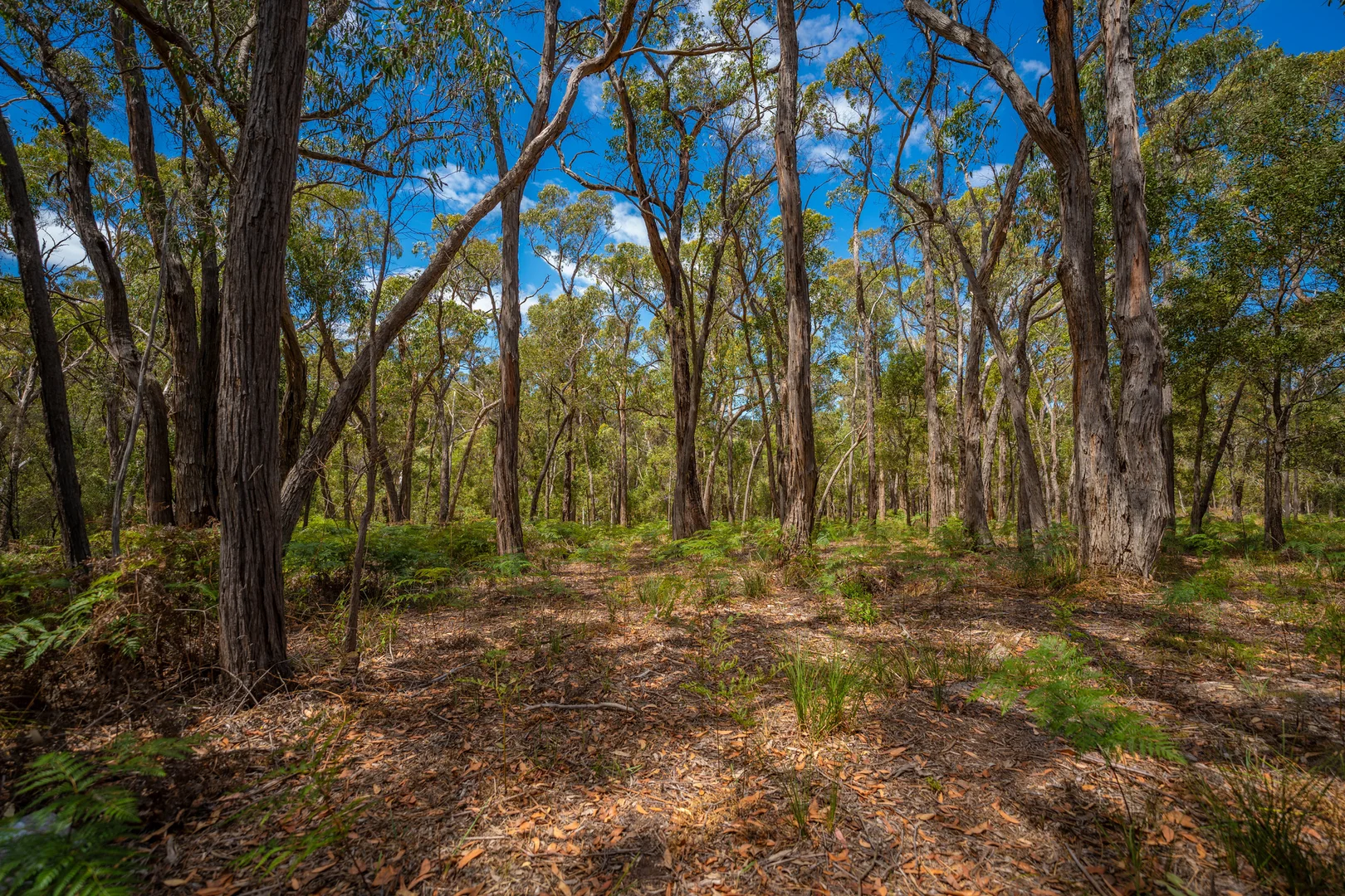 Additional image 12 of 30 Woodland Drive, Scarsdale VIC 3351