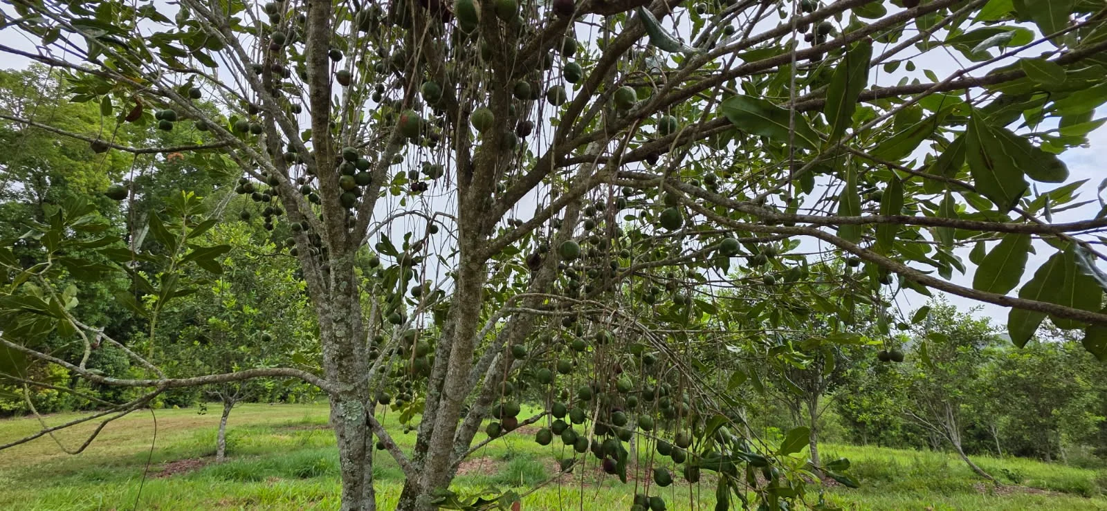 Additional image 2 of 1808 Dunoon Road, Dunoon NSW 2480