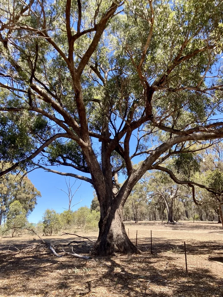 Additional image 23 of 355 Lillicur Road, Amherst VIC 3371