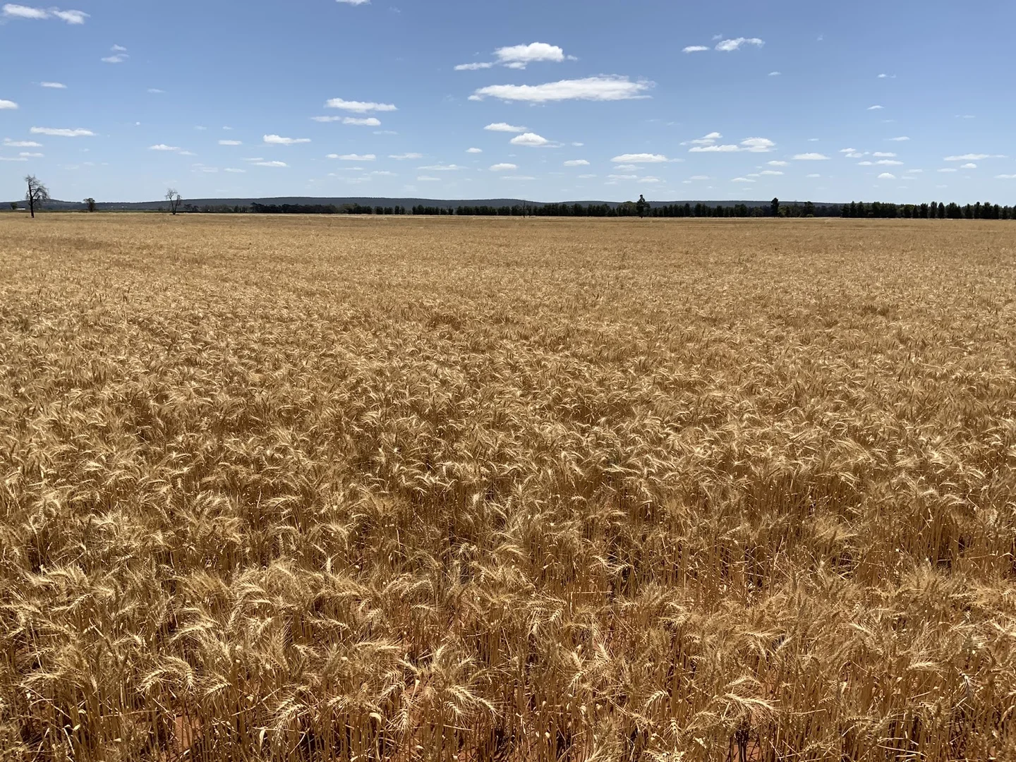 Additional image 6 of Myall Park NSW 2681