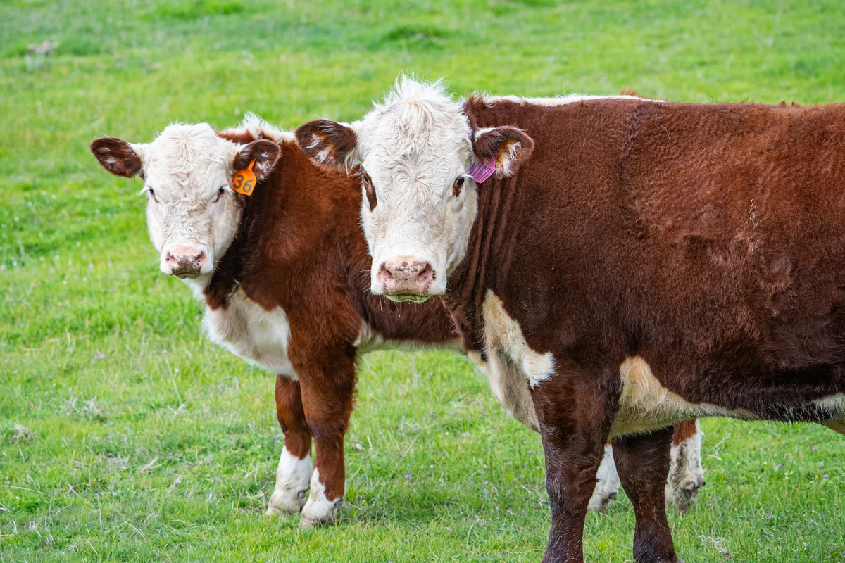 Additional image 15 of 2 Hibbersons Road, Tallangatta South VIC 3701