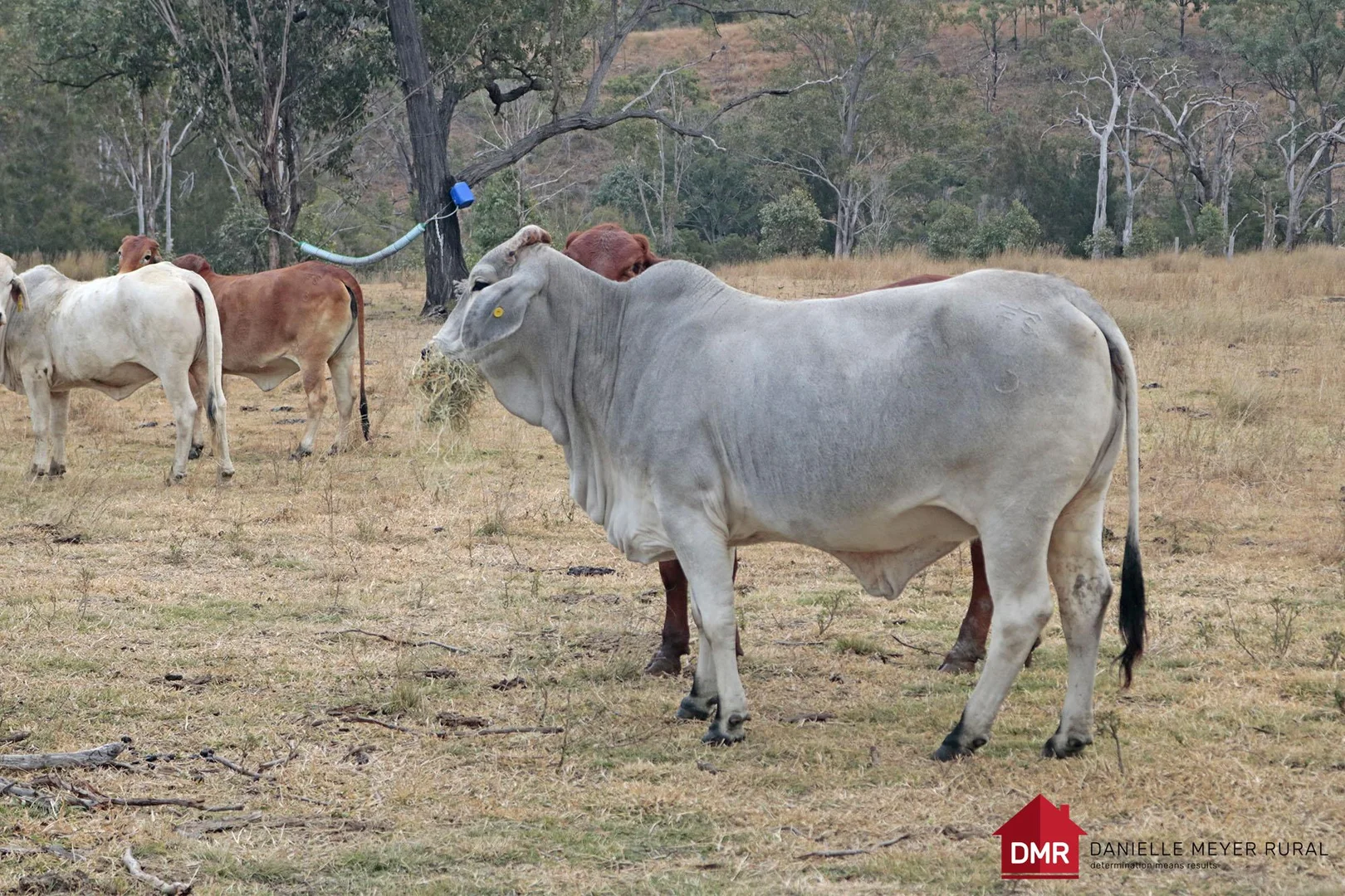 Additional image 14 of Lot 33-35 Bilboolan Road, Eidsvold QLD 4627