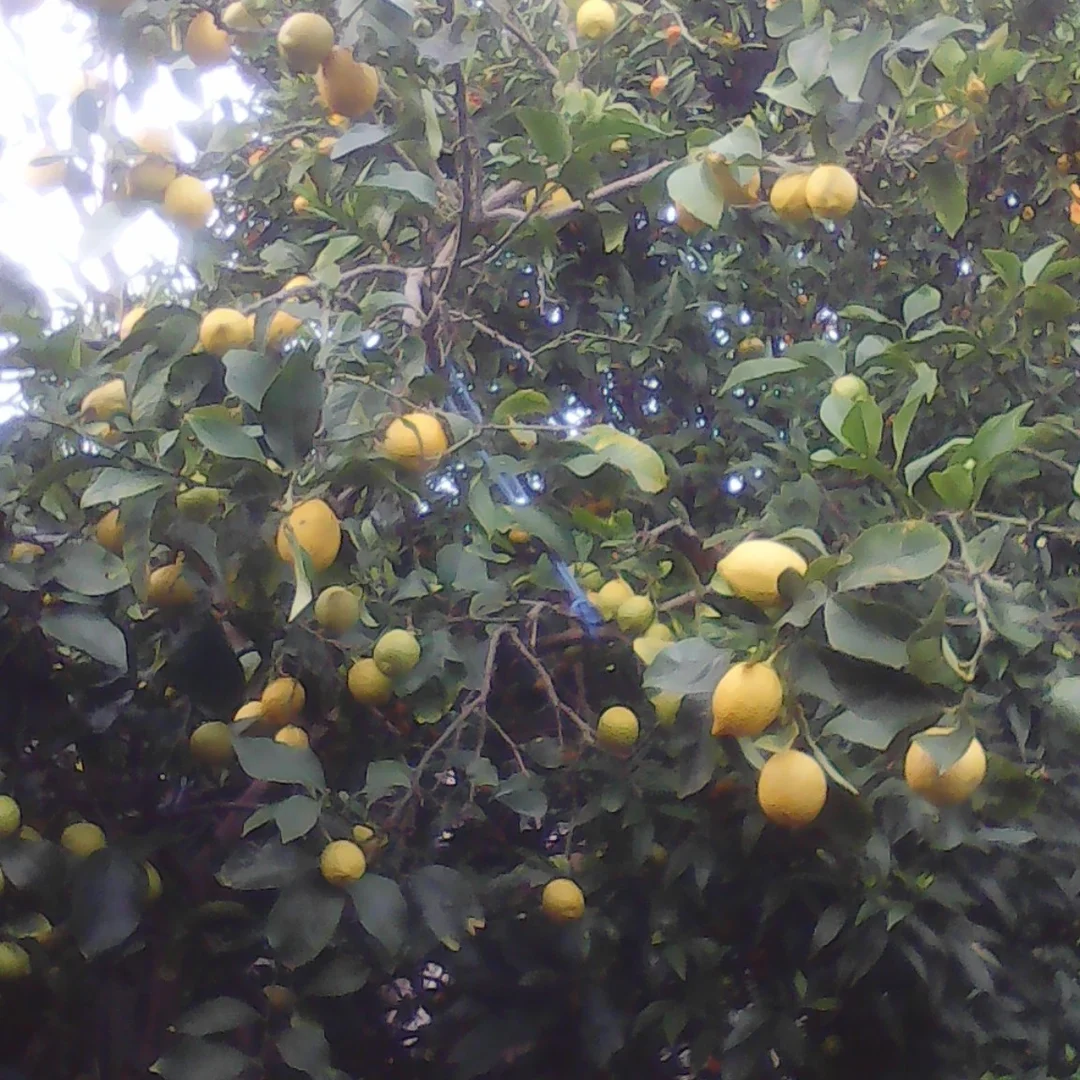 Additional image 9 of 18 Wonthaggi Crescent, San Remo VIC 3925