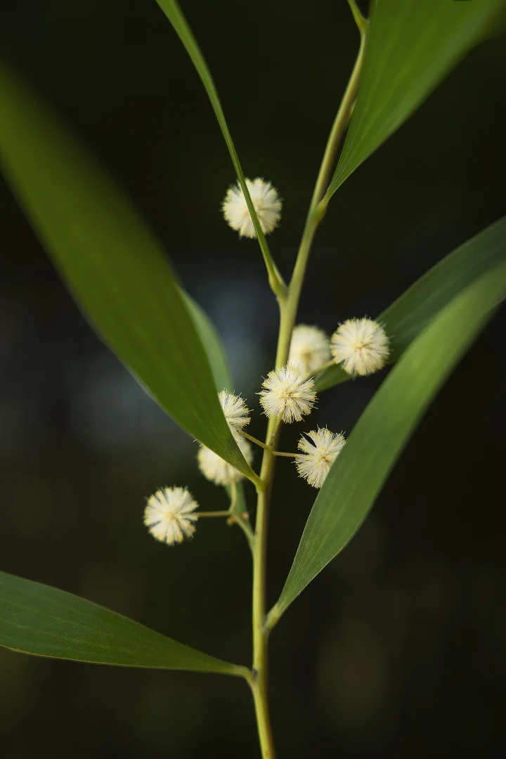 Additional image 8 of 17 Baltimore Court, Carrara QLD 4211
