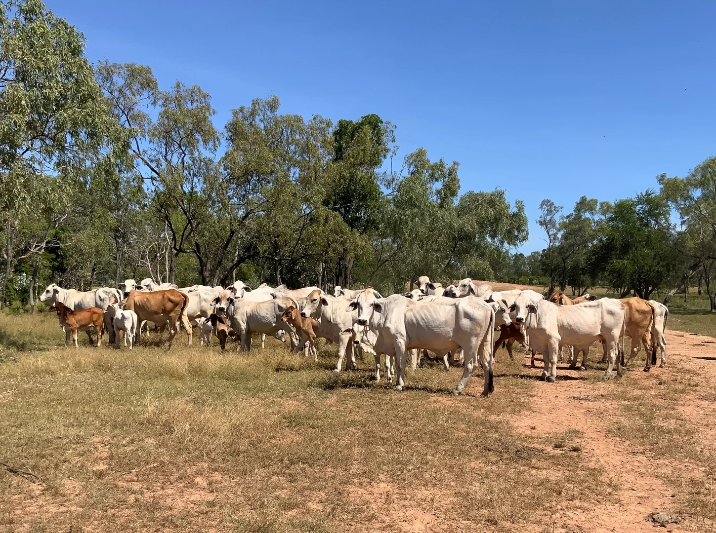 Additional image 32 of 0 Burke Developmental Road, Normanton QLD 4890