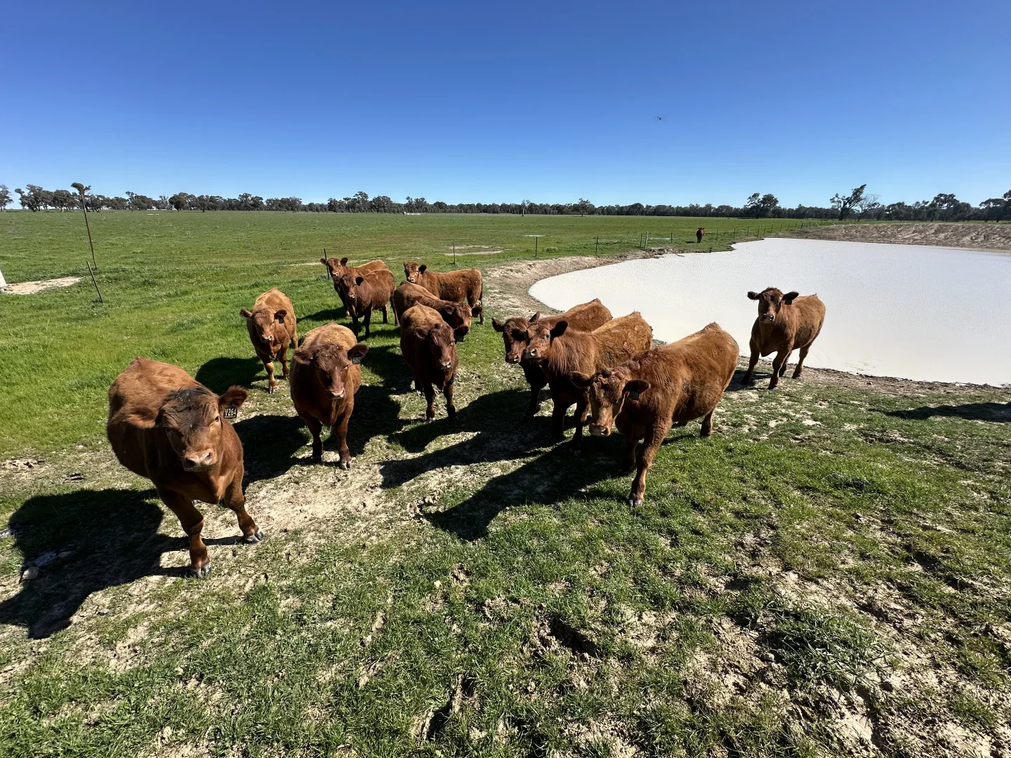 Additional image 7 of 4332 Olympic Highway, Henty NSW 2658