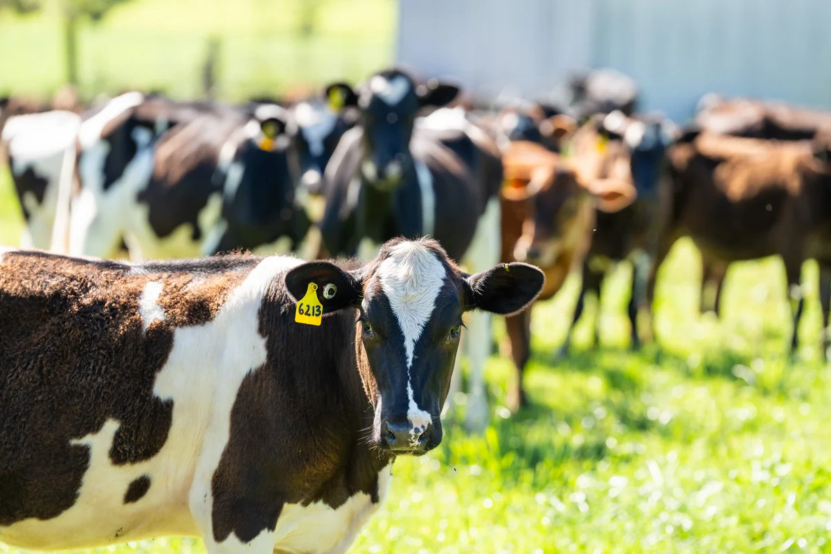 Additional image 30 of 3082 Omeo Highway, Tallandoon VIC 3701