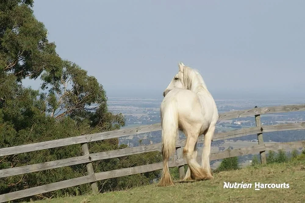 Additional image 24 of 482 Old Whitelaws Track, Devon North VIC 3971