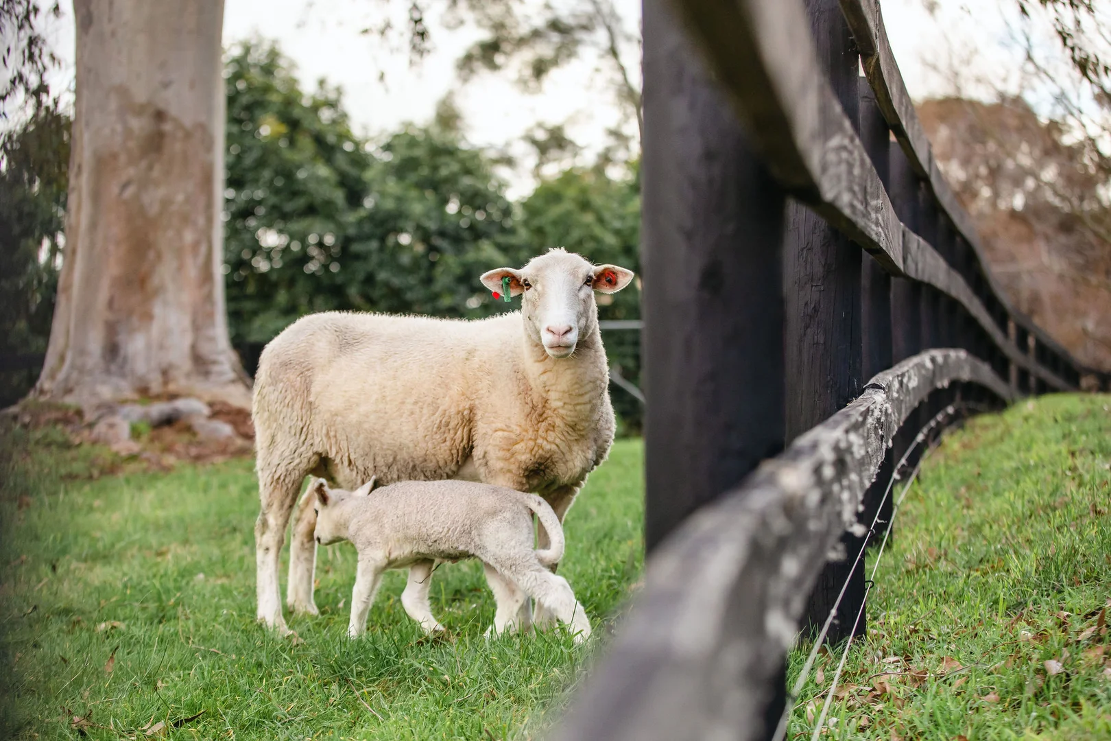 Additional image 6 of 349 Stumpy Gully Road, Balnarring VIC 3926