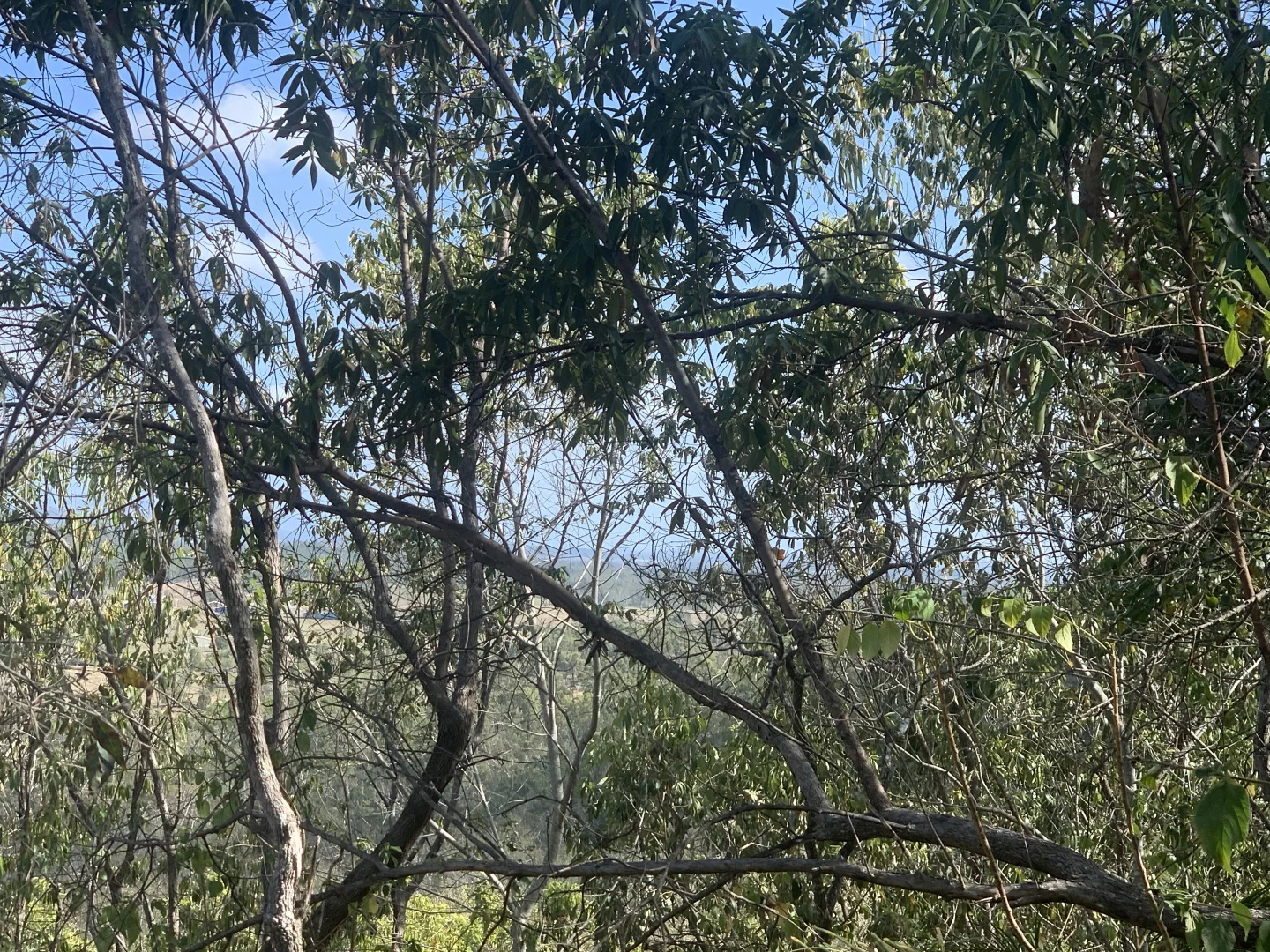 Additional image 13 of LOT 36 Whitsunday Dr, Bloomsbury QLD 4799