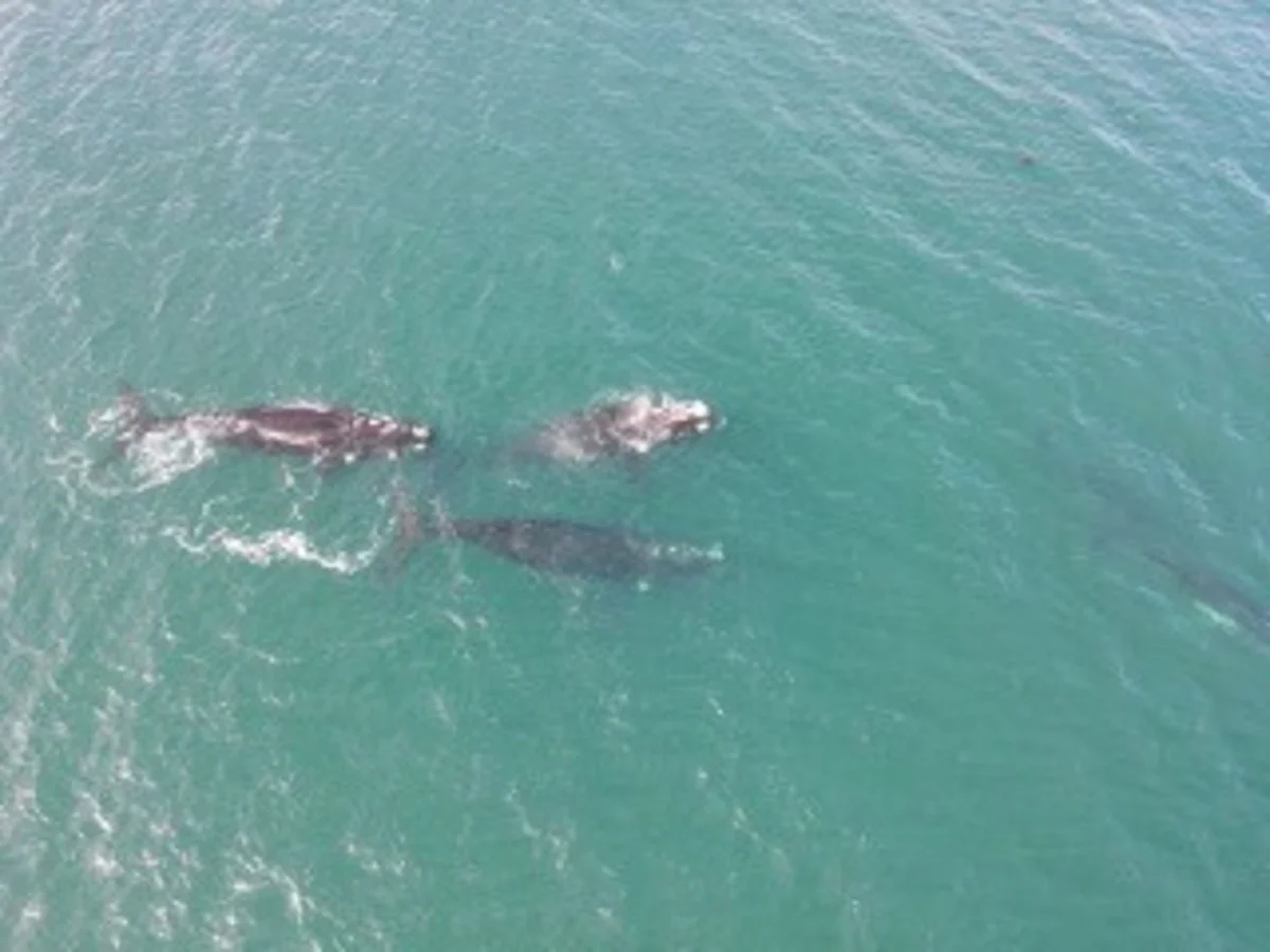 Additional image 33 of 27 Esplanade, Swansea TAS 7190