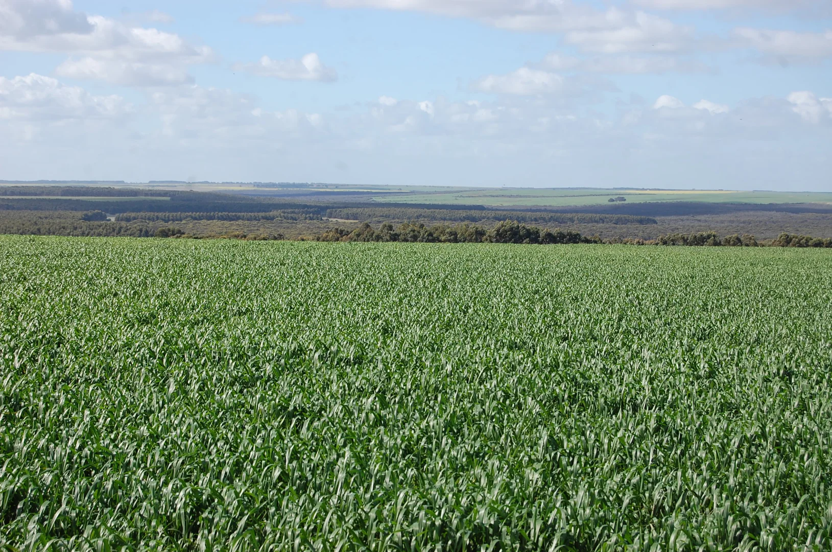 Additional image 2 of 1715 Coxalll Road, Munglinup WA 6450